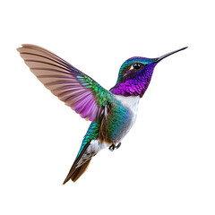 Obraz premium A hummingbird gracefully takes flight, showcasing its iridescent purple, green, and white plumage against a stark black backdrop.