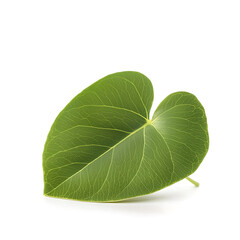 Fototapeta premium Close-up of a single heart-shaped bright green leaf with prominent veins isolated against a stark white background.