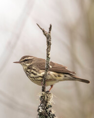 Northern Waterthrush, (Parkesia noveboracensis) species of ground-feeding migratory New World warbler of the genus Parkesia