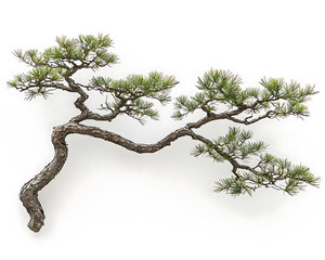 A meticulously pruned pine tree branch curves gracefully against a clean white backdrop showcasing its unique artistic form.