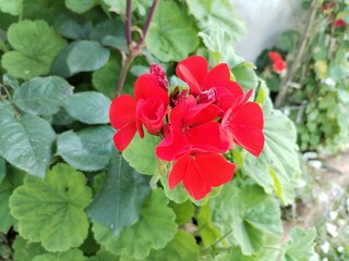 red geranium flower macro photo