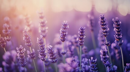 Lavender fields illuminated by the golden hour's warmth create a harmonious blend of colors and serenity.