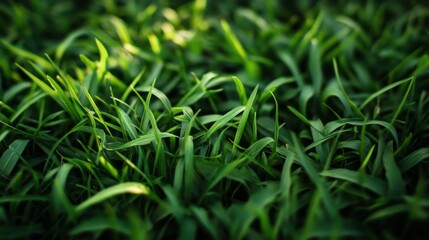 Obraz premium Green Grass Pattern, Natural Botanical background vector illustration.