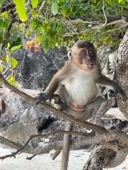 Baby monkey standing on a tree branch on a beach in Thailand