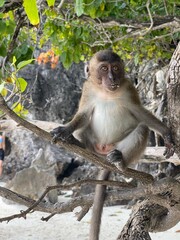 Baby monkey standing on a tree branch on a beach in Thailand