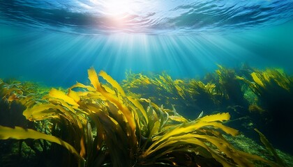 Obraz premium Kelp growling in the ocean under the sunlight or on the surface of the water