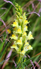 Linaria vulgaris blooms in nature