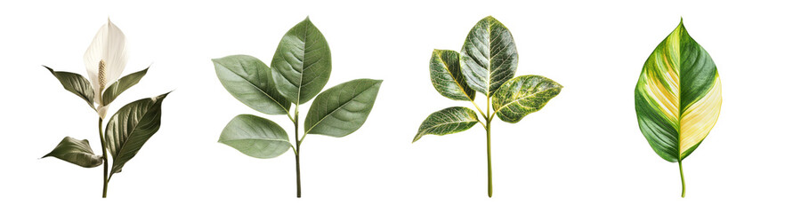 Obraz premium Variety of Greenery Leaves for Natural Decor and Design Elements, Isolated on Transparent Background