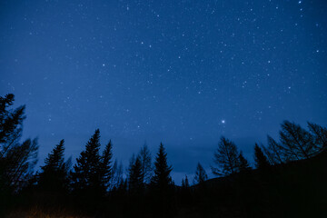 Starry night sky over forest silhouette, nature background