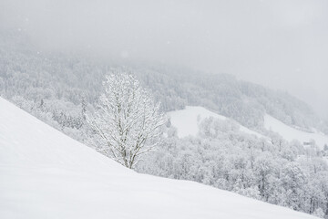 Winter landscape with snowy trees, view during mountain hike on hiking trail. Winter day with cloudy and foggy weather.