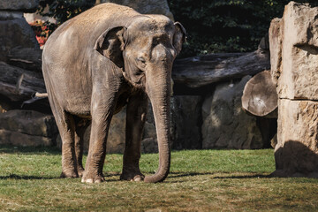 A magnificent elephant gracefully traverses a grassy plain, its powerful form contrasting against the rugged backdrop of rocky outcrops.