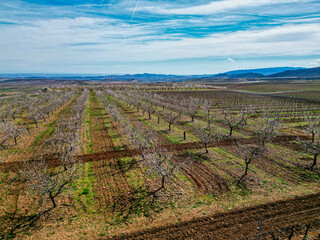 First blossoms of the almond trees