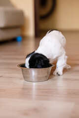 One-month-old Cocker Spaniel puppy eating food from a large bowl on a parquet floor