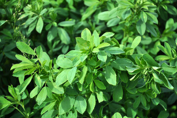In the spring field young alfalfa grows