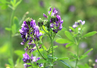 The field is blooming alfalfa