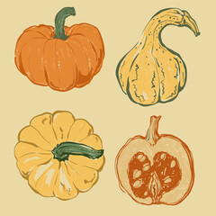 Vector vegetable doodle set of pumpkin. Hand-drawn garden harvest sketch with vintage texture. Organic farm graphics. Tasty food for Halloween design, veggie market drawing print, fabric, background.