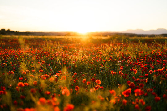 Vibrant red poppy field illuminated by sunset