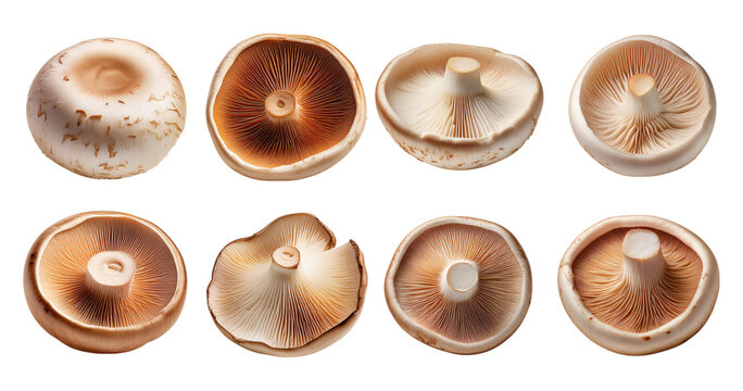 Variety of Mushroom Caps Displayed on a Dark Surface for Identity Study, PNG bundle collection, Isolated on Transparent Background