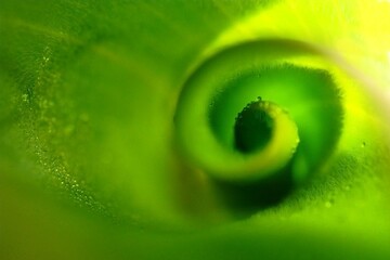 Fibonacci essence in nature; the growth spiral of the tulip leaf	