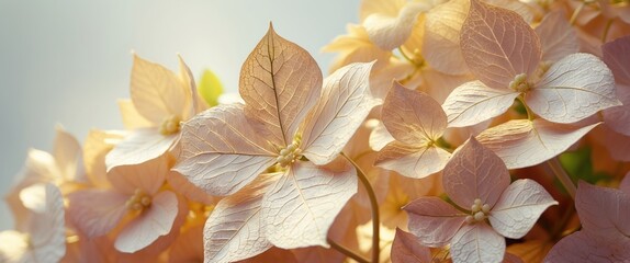 macro closeup of dried delicate skeleton leaves of hydrangea flower petals isolated on white background