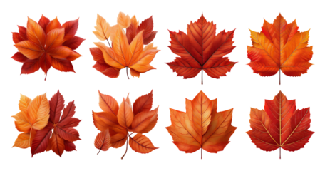 Colorful Autumn Leaves Collection with Various Shapes and Textures, PNG bundle collection, Isolated on Transparent Background