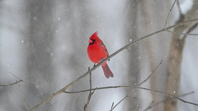 Slow motion of northern cardinal during a heavy snowstorm in winter in the midwest