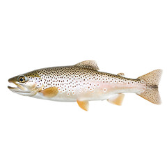 Obraz premium Illustration of a spotted fish, showcasing its anatomy and natural coloration against a dark backdrop.