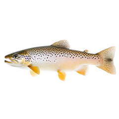 Speckled Brown Trout in Profile. Freshwater fish with golden hues, black spots. A natural beauty ready for an angler's delight!  Isolated on black.