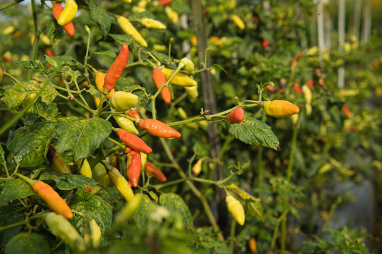 Various stages of ripe Cabai Peppers in an outdoor garden