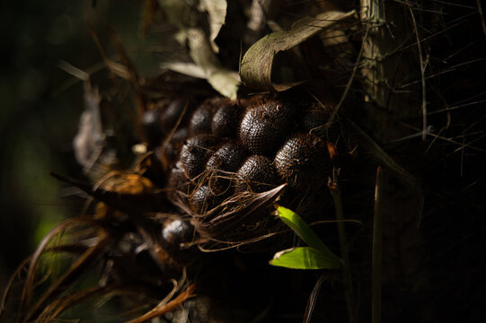 Salacca zalacca fruits cluster in natural shadow