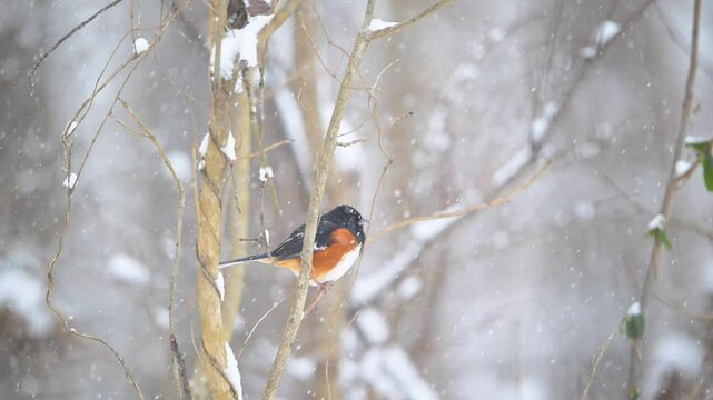 Eastern Towhee perched on a branch during a snowstorm