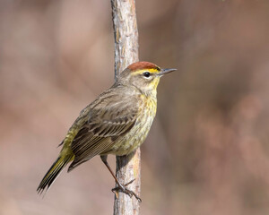 Palm Warbler (Setophaga palmarum), is a small songbird of the New World warbler family