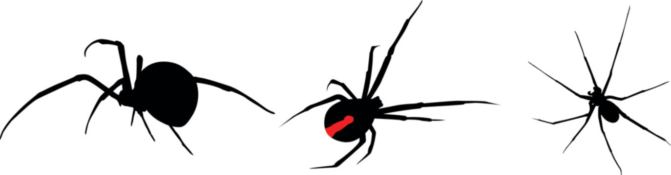 Set poisonous spiders, tarantula, black widow. Vector design concept arachnophobia, danger, black silhouette