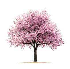 Obraz premium Full-height cherry blossom tree in bloom, isolated on a white background. High-resolution detail captures vibrant pink flowers and intricate branches.