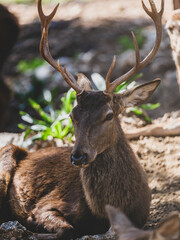 beautiful deer portrait