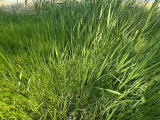 Fresh green leaves of the common reed plant, Phragmites australis. Close-up. Phragmites australis,...
