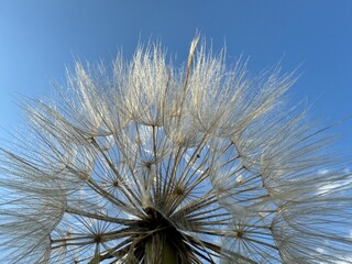 Fototapeta premium Tragopogon dubius plant and large seedhead in the field. Close-up. Yellow salsify, western salsify, western goat's-beard, wild oysterplant, yellow goat's beard, goatsbeard, common salsify. 