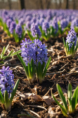 Obraz premium Purple hyacinths bloom in a lush garden during springtime, vibrant colors and fresh greenery