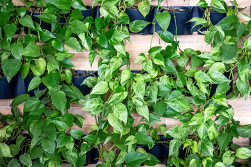 Vertical garden with lush green plants on a wooden backdrop