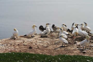 Auf der deutschen Nordseeinsel Helgoland sitzen Basstölpel auf einer Klippe. Sie sind vom Klippenrandweg der Hochseeinsel zu sehen. 