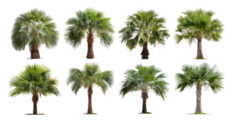 Collection of Various Palm Trees Isolated on White Background, Bundle Set Collection, Isolated on Transparent Background