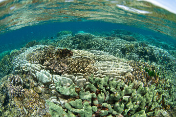 Obraz premium A healthy coral reef grows in extremely shallow water near Tanjung Flesko, North Sulawesi. This area, near Lembeh Strait, lies just above the equator and harbors extraordinary marine biodiversity.