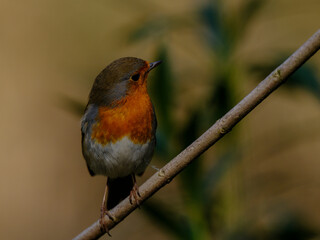 European Robin (Erithacus rubecula), orange songbird resting in forests in Antalya, Turkey