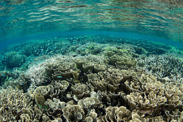 A healthy coral reef grows in extremely shallow water near Tanjung Flesko, North Sulawesi. This area, near Lembeh Strait, lies just above the equator and harbors extraordinary marine biodiversity.