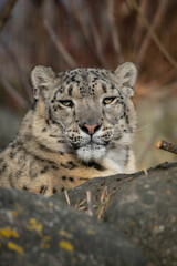 Portrait of a snow leopard