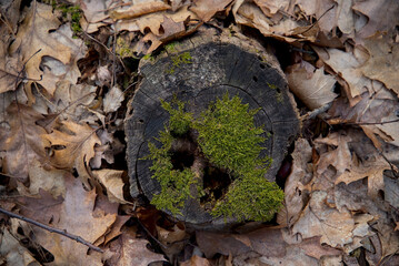 Mech na obciętym pniu drzewa w liściach w lesie © Stefan
