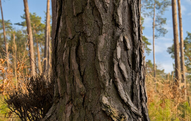 Kora drzewa sosnowego