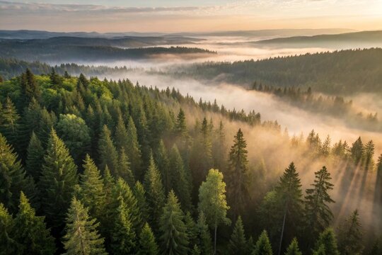Fototapeta A breathtaking aerial view of a dense forest at sunrise, enveloped in mist. The landscape showcases a harmonious blend of greenery and soft morning light.