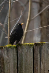 Fototapeta premium A male Common Blackbird (Turdus merula) also called Eurasian Blackbird or simply Blackbird.