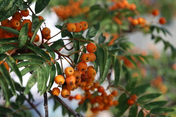 mountain Ash Berries on a tree
